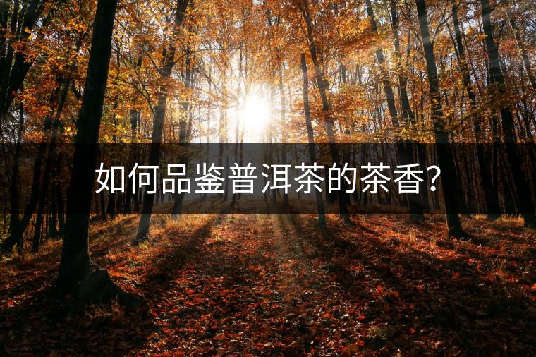 如何品鑒普洱茶的茶香？