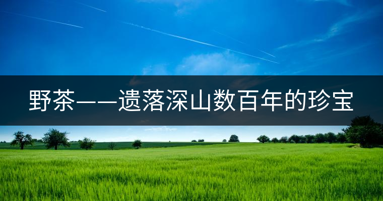 野茶——遺落深山數(shù)百年的珍寶