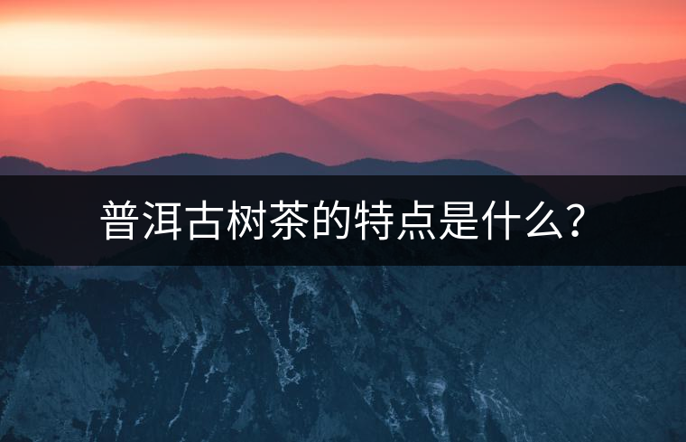 普洱古樹茶的特點(diǎn)是什么？