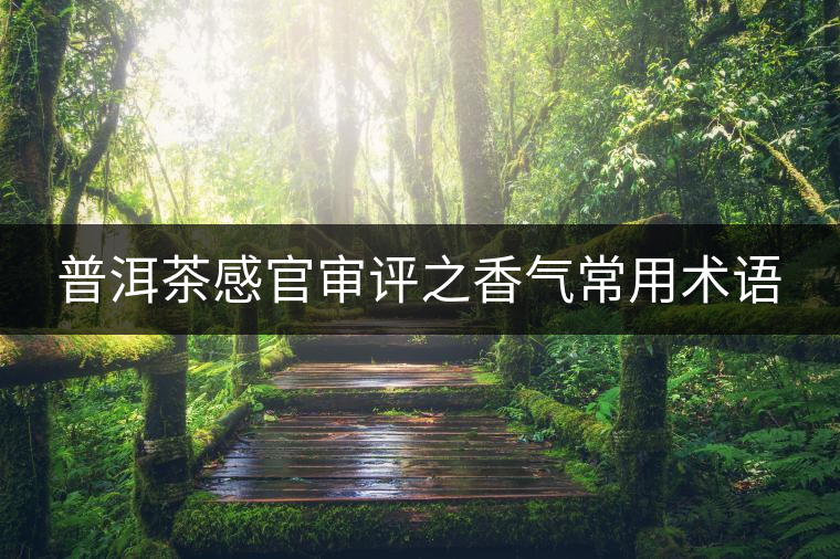 普洱茶感官審評之香氣常用術(shù)語