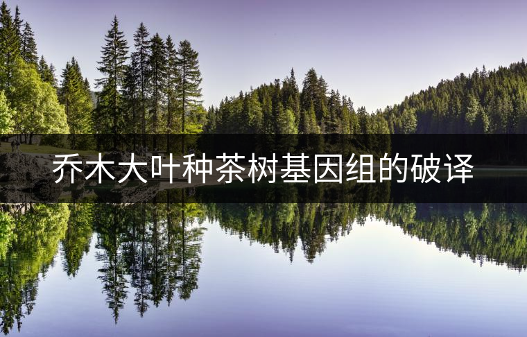 喬木大葉種茶樹基因組的破譯