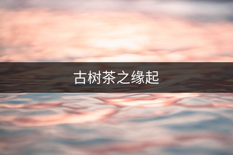 古樹茶之緣起