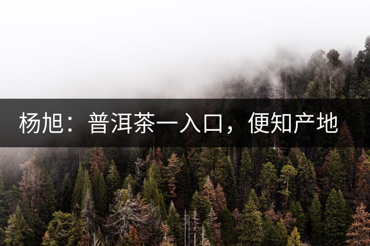 楊旭：普洱茶一入口，便知產(chǎn)地和年份