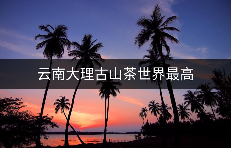 云南大理古山茶世界最高