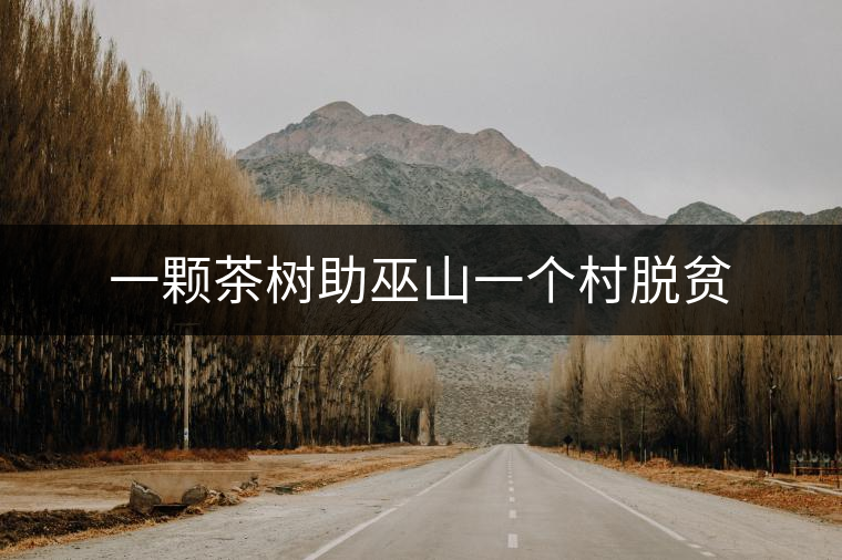 一顆茶樹助巫山一個(gè)村脫貧