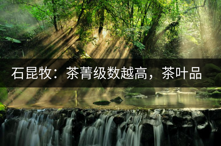 石昆牧：茶菁級數(shù)越高，茶葉品質(zhì)就越好？