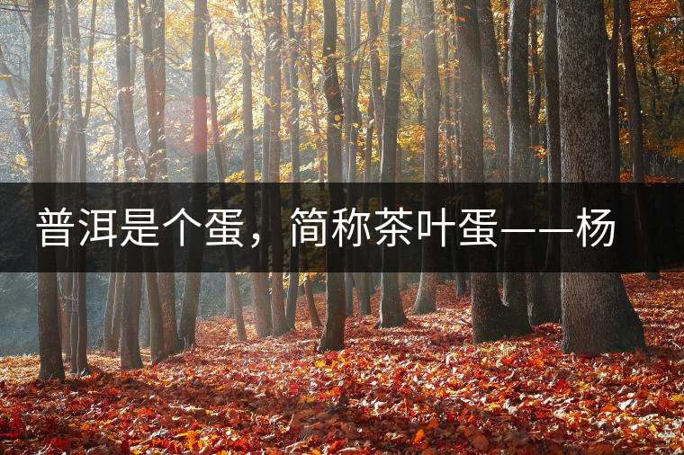 普洱是個(gè)蛋，簡(jiǎn)稱茶葉蛋——楊鎮(zhèn)瑜訪談錄