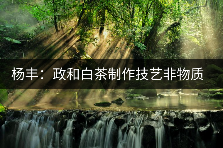 楊豐：政和白茶制作技藝非物質(zhì)文化遺產(chǎn)傳承人