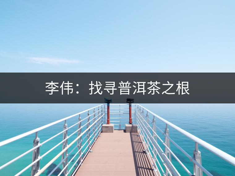 李偉：找尋普洱茶之根