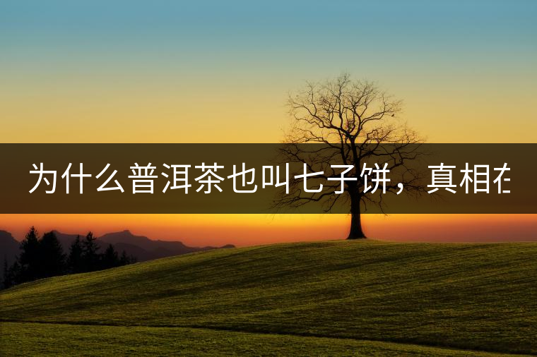 為什么普洱茶也叫七子餅，真相在這里！