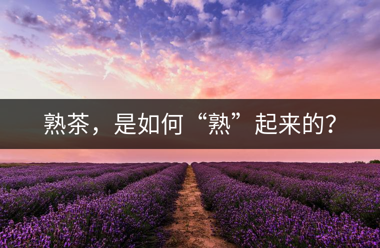 熟茶，是如何“熟”起來的？
