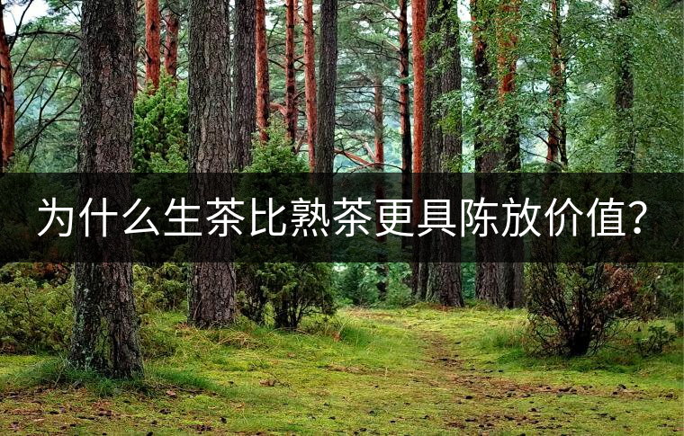 為什么生茶比熟茶更具陳放價值？