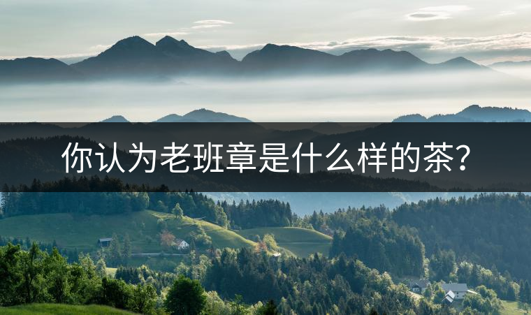 你認(rèn)為老班章是什么樣的茶？