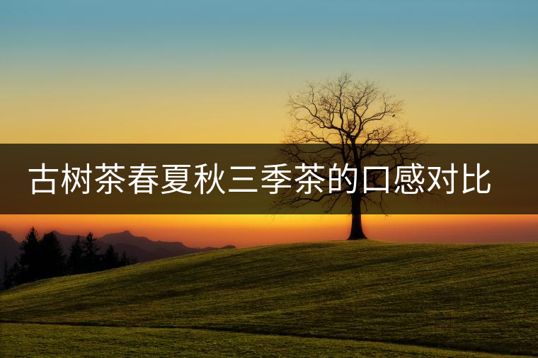 古樹茶春夏秋三季茶的口感對比，尤其是回甘方面有什么不同？