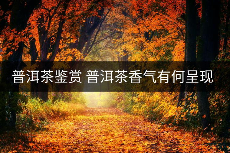 普洱茶鑒賞 普洱茶香氣有何呈現(xiàn)？