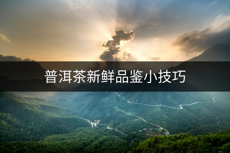 普洱茶新鮮品鑒小技巧