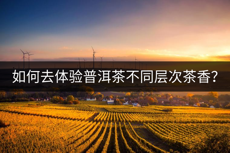 如何去體驗(yàn)普洱茶不同層次茶香？