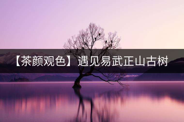 【茶顏觀色】遇見易武正山古樹之美