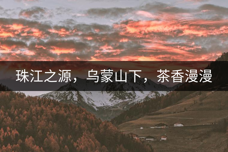 珠江之源，烏蒙山下，茶香漫漫