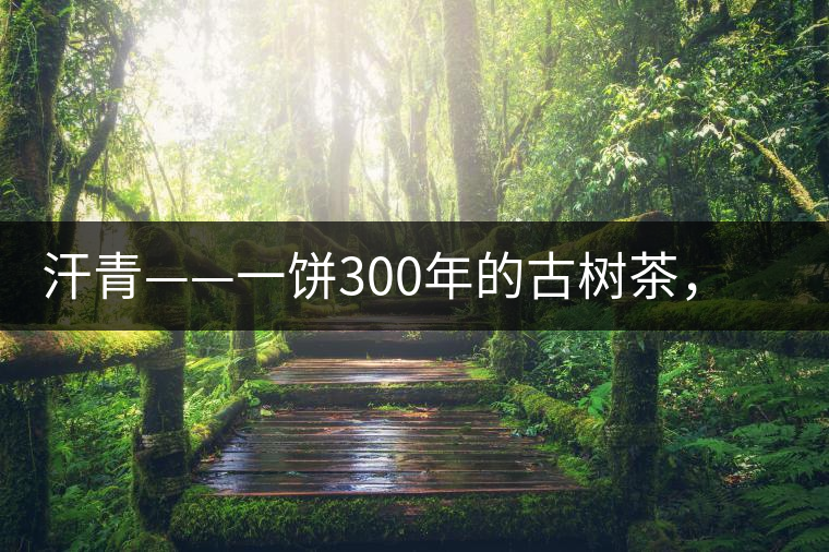 汗青——一餅300年的古樹(shù)茶，教您如何品鑒它的真諦