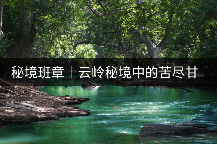 秘境班章︱云嶺秘境中的苦盡甘來 秘境班章︱云嶺秘境中的苦盡甘來