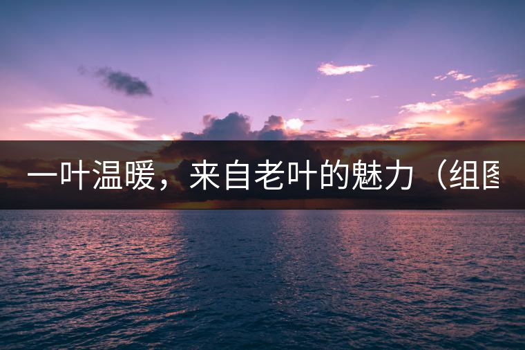 一葉溫暖，來(lái)自老葉的魅力（組圖）