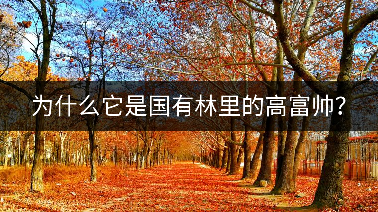 為什么它是國有林里的高富帥？