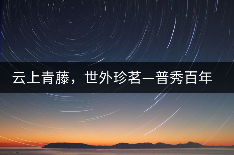 云上青藤，世外珍茗—普秀百年藤條茶即將上市