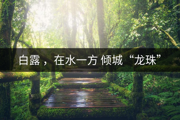 白露 ，在水一方 傾城“龍珠”