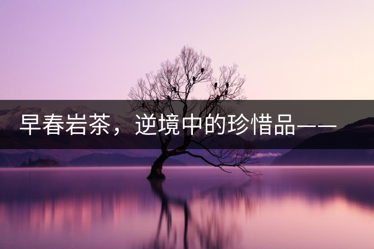 早春巖茶，逆境中的珍惜品——“邦東古樹茶”隆重上市