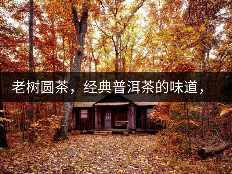 老樹圓茶，經(jīng)典普洱茶的味道，即將上市