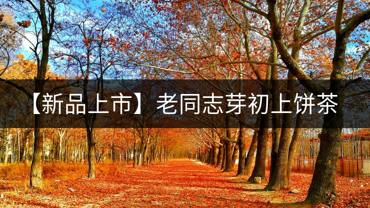 【新品上市】老同志芽初上餅茶生熟茶 【新品上市】老同志芽初上餅茶生熟茶