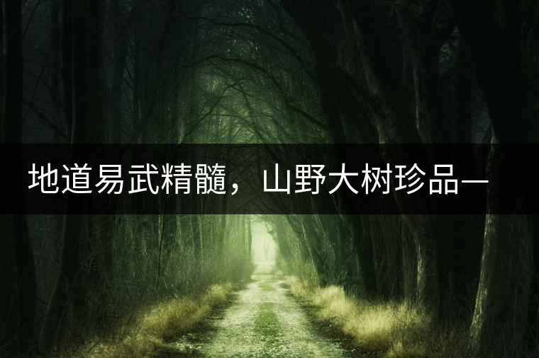 地道易武精髓，山野大樹珍品—普秀易武生態(tài)喬木圓茶即將上市