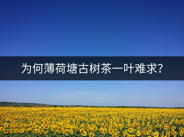 為何薄荷塘古樹茶一葉難求？