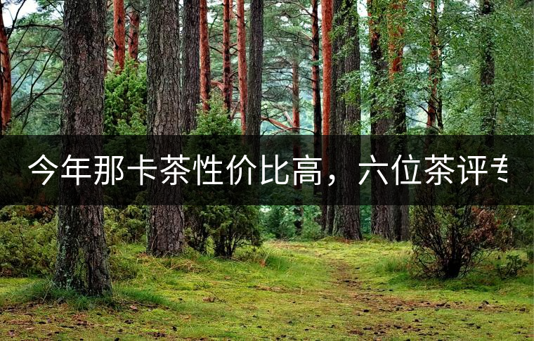 今年那卡茶性價(jià)比高，六位茶評(píng)專家打分81分