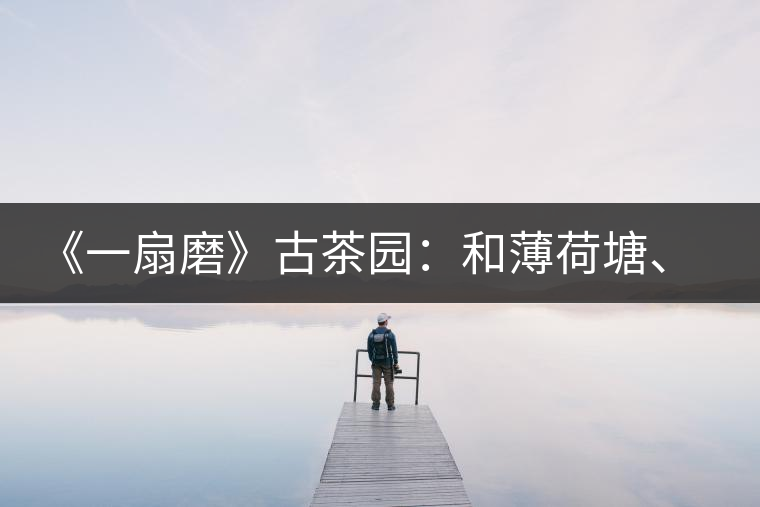 《一扇磨》古茶園：和薄荷塘、彎弓、茶王樹屬于同一山脈