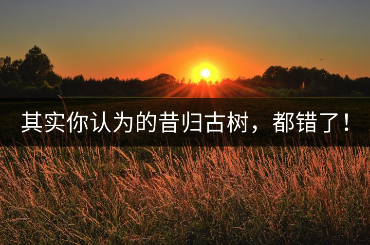 其實(shí)你認(rèn)為的昔歸古樹，都錯(cuò)了！