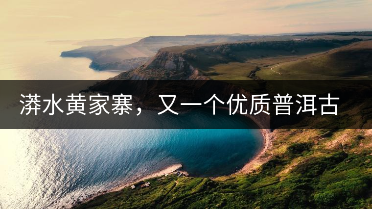 漭水黃家寨，又一個優(yōu)質(zhì)普洱古樹群落