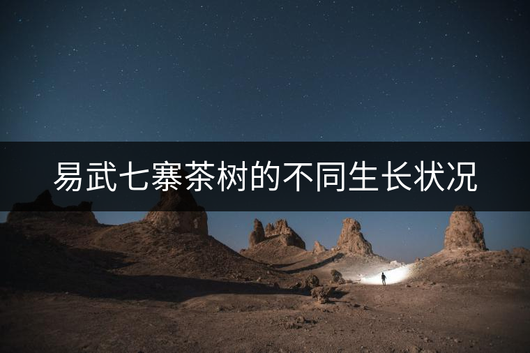 易武七寨茶樹的不同生長狀況