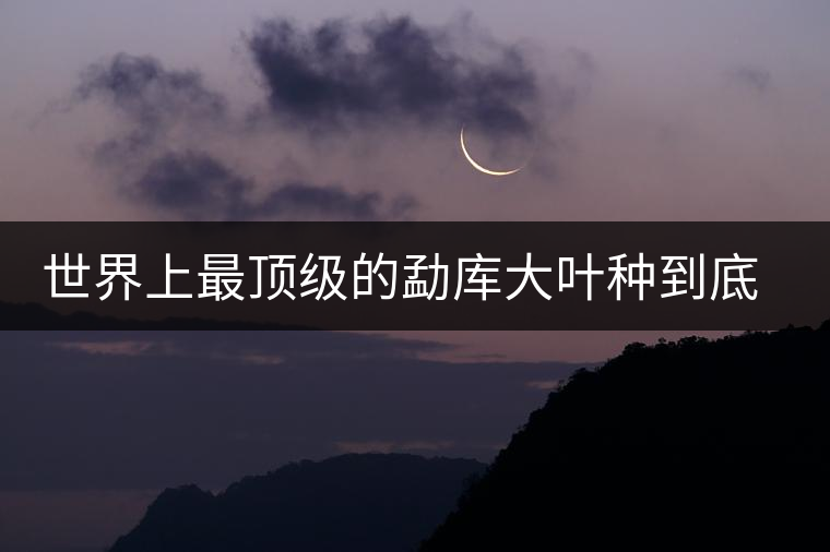 世界上最頂級的勐庫大葉種到底是什么？這篇文章講透了