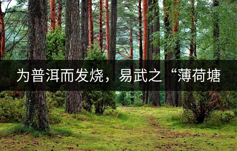 為普洱而發(fā)燒，易武之“薄荷塘