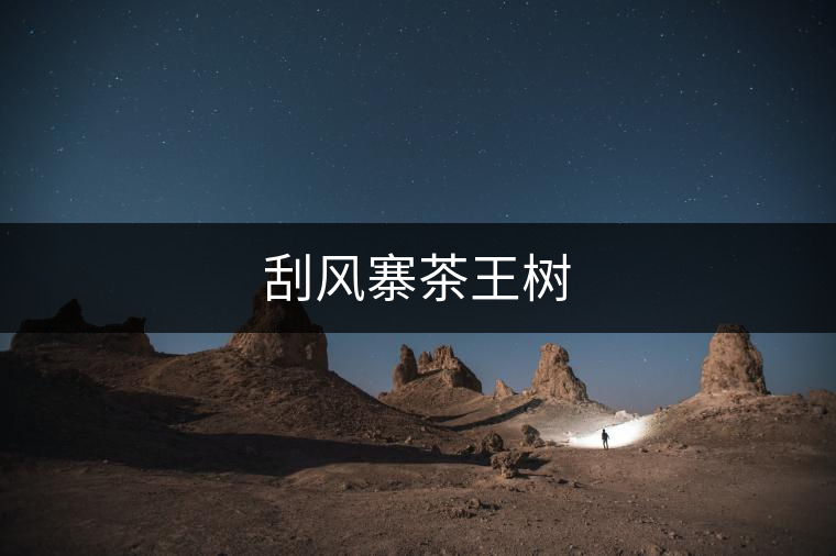 刮風寨茶王樹