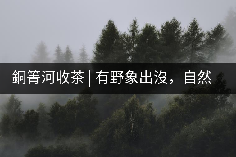 銅箐河收茶 | 有野象出沒，自然是好茶