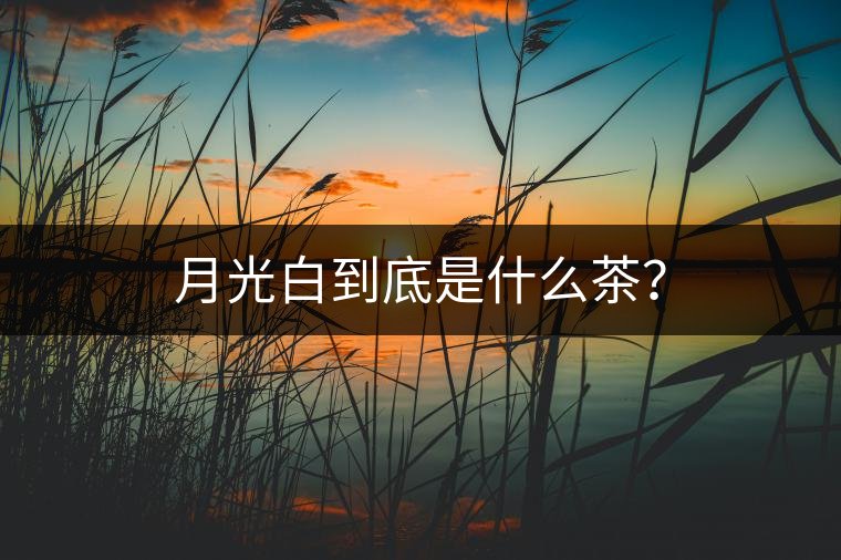 月光白到底是什么茶？