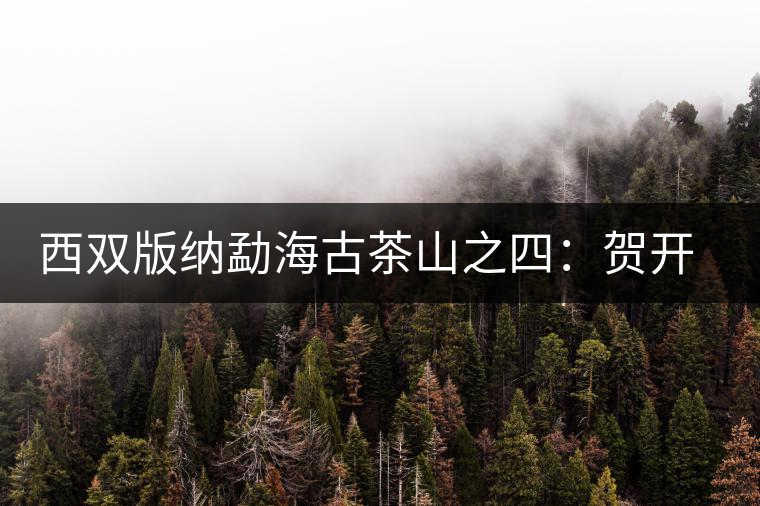 西雙版納勐海古茶山之四：賀開茶山