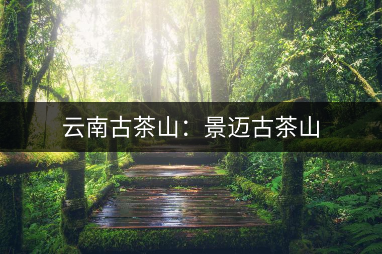 云南古茶山：景邁古茶山