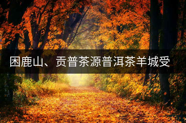 困鹿山、貢普茶源普洱茶羊城受熱捧