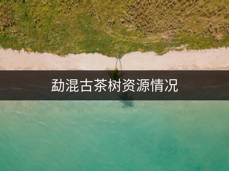 勐混古茶樹資源情況