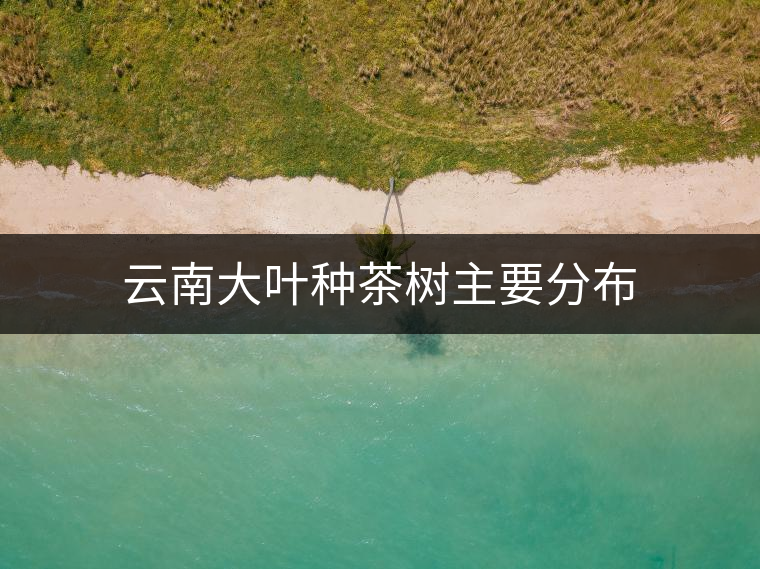 云南大葉種茶樹主要分布