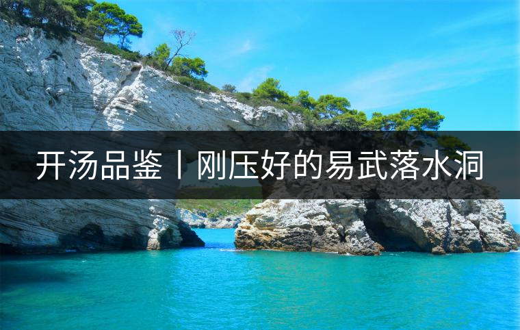 開湯品鑒丨剛壓好的易武落水洞 開湯品鑒丨剛壓好的易武落水洞